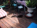9night_may2002.jpg 31.52k
