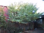 9IMG_2083.jpg 4.51k