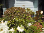 9IMG_5368.jpg 18.71k