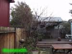 9apricot_b4_0101side.jpg 10.93k