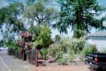 9front_yard_2000.jpg 13.96k