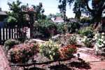 9rose1.jpg 6.08k