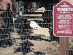 9IMG_4130.jpg 18.39k