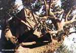 9kltree.jpg 5.73k