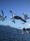 9IMG_3937.jpg 15.68k