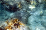 9006_3A.jpg 21.02k