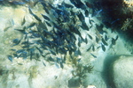 9013_10A.jpg 22.31k