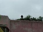 9P5160016.jpg 2.47k