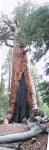 9BigTree.jpg 2.91k