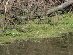 9IMG_0339.jpg 22.07k