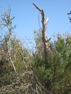 9IMG_0391.jpg 19.68k