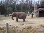 9asian_elephant.jpg 11.58k