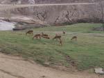 9deer1.jpg 9.80k