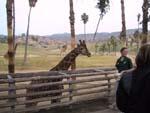 9feeding_giraffe.jpg 11.58k