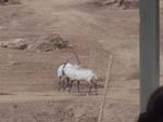 9gazelle.jpg 9.13k