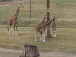 9giraffe_family.jpg 9.83k