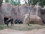 9gorilla_baby_fight.jpg 10.73k