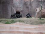 9gorilla_family.jpg 9.27k