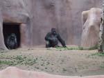 9head_gorilla.jpg 9.67k