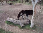 9okapi.jpg 11.86k