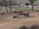 9rhino_baby.jpg 10.11k