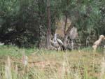 9vulture1.jpg 11.68k