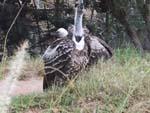 9vulture2.jpg 13.22k