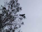 9vulture_in_tree.jpg 10.46k