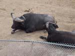 9water_buffalo1.jpg 9.99k