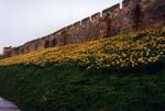 9yorkwall2.jpg 10.15k