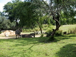 9IMG_6034.jpg 26.23k