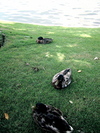 9IMG_6170.jpg 19.40k